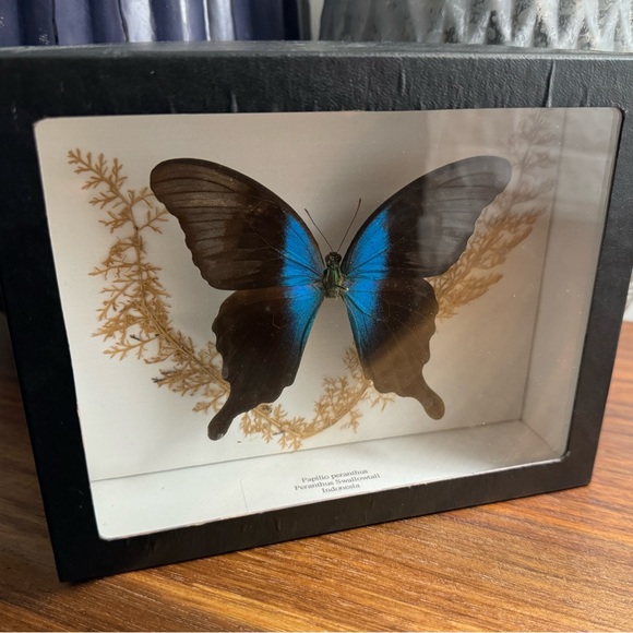 Other - Real Butterfly in frame